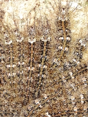 Lonomia obliqua