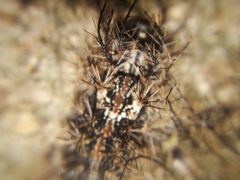 Lonomia obliqua