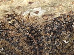 Lonomia obliqua
