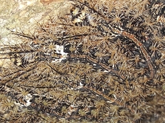 Lonomia obliqua