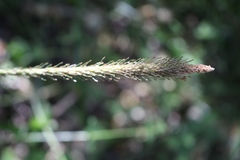 Carex phleoides