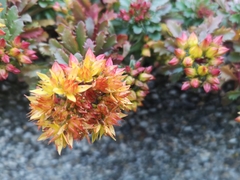 Phedimus kamtschaticus