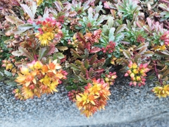 Phedimus kamtschaticus