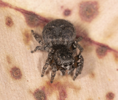 Maratus lobatus