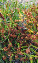 Passerina rubra