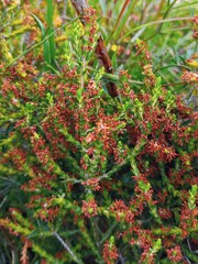 Passerina rubra