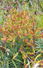 Passerina rubra