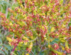 Passerina rubra