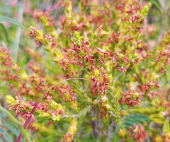 Passerina rubra