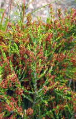 Passerina rubra