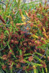 Passerina rubra