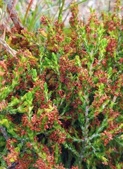 Passerina rubra