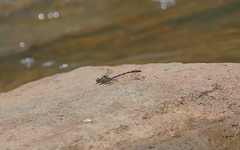 Hemigomphus