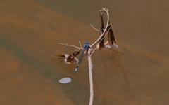 Caliagrion billinghursti