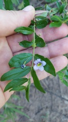 Basistemon spinosus