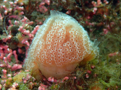 Aplidium elegans