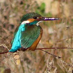 Alcedo atthis