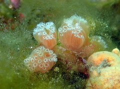 Aplidium turbinatum