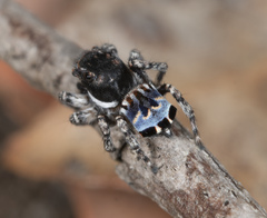 Maratus lobatus