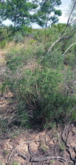 Asparagus mariae