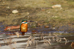 Alcedo atthis