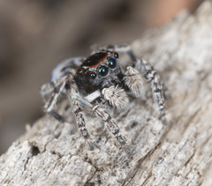 Maratus lobatus