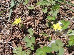 Potentilla fragarioides