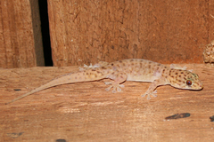 Gehyra kimberleyi