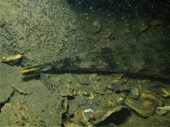 Platycephalus westraliae