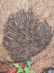 Lonomia obliqua
