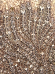 Lonomia obliqua
