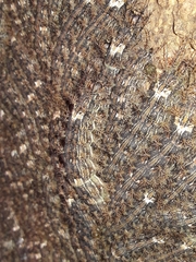 Lonomia obliqua