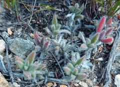 Trichodiadema strumosum