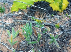 Trichodiadema strumosum