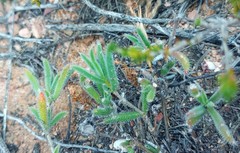 Trichodiadema strumosum