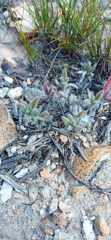 Trichodiadema strumosum