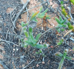 Trichodiadema strumosum