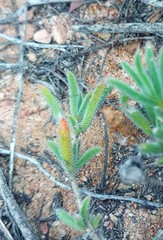 Trichodiadema strumosum