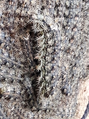 Lonomia obliqua