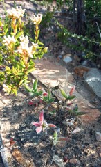 Trichodiadema strumosum