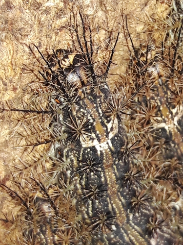Giant Silkworm Moth