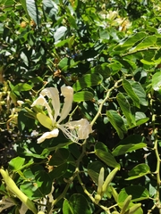 Bauhinia forficata
