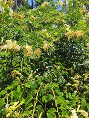 Bauhinia forficata