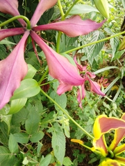 Gloriosa superba