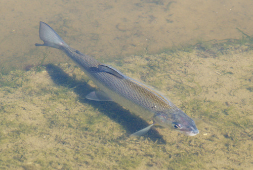 Common Whitefish