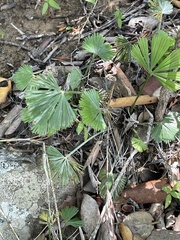 Actiniopteris radiata