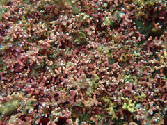 Phymatolithon calcareum