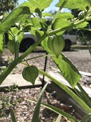 Physalis angulata