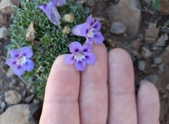 Aptosimum procumbens
