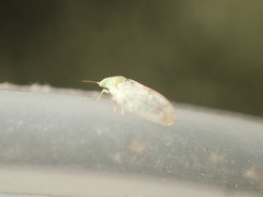 Craspedolepta minutissima